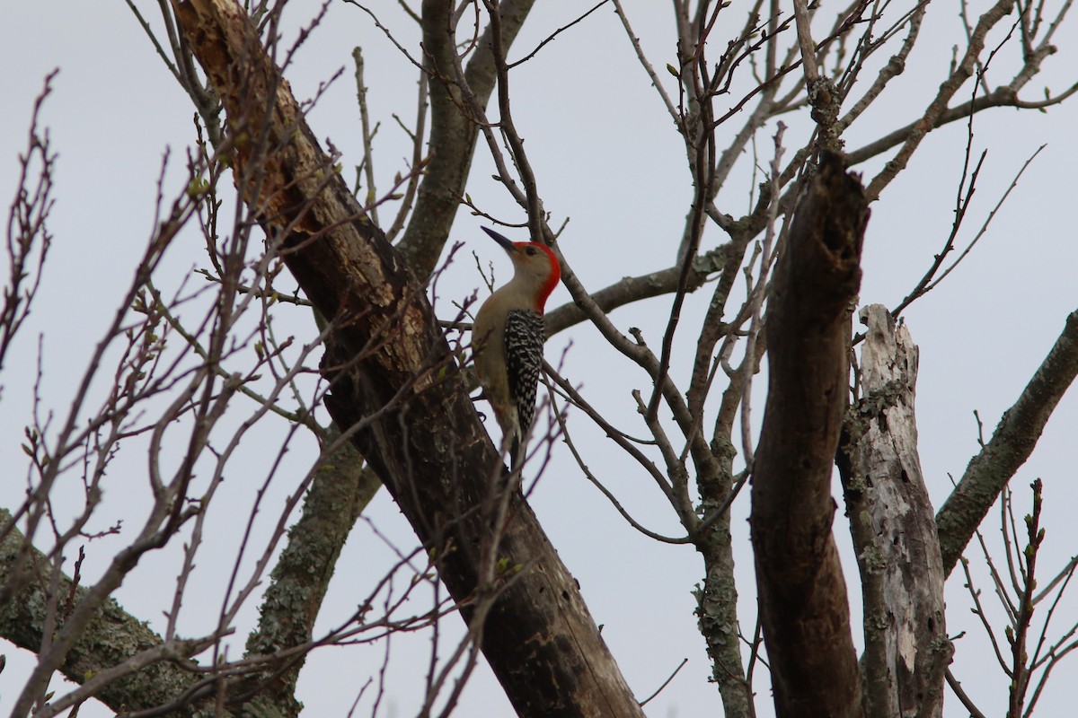 Red-bellied Woodpecker - Eric alton