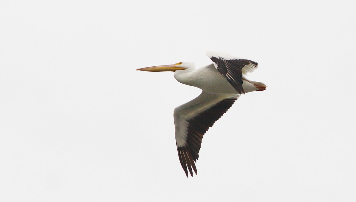 American White Pelican - Dave Spier