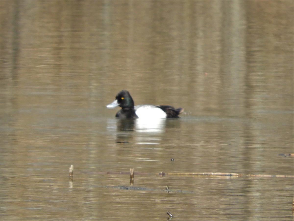 Greater/Lesser Scaup - Christy Phillips