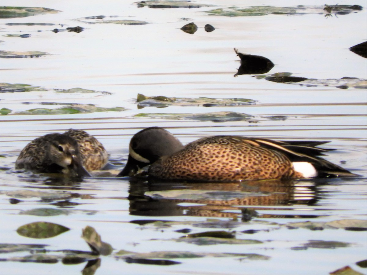 Blue-winged Teal - Christy Phillips