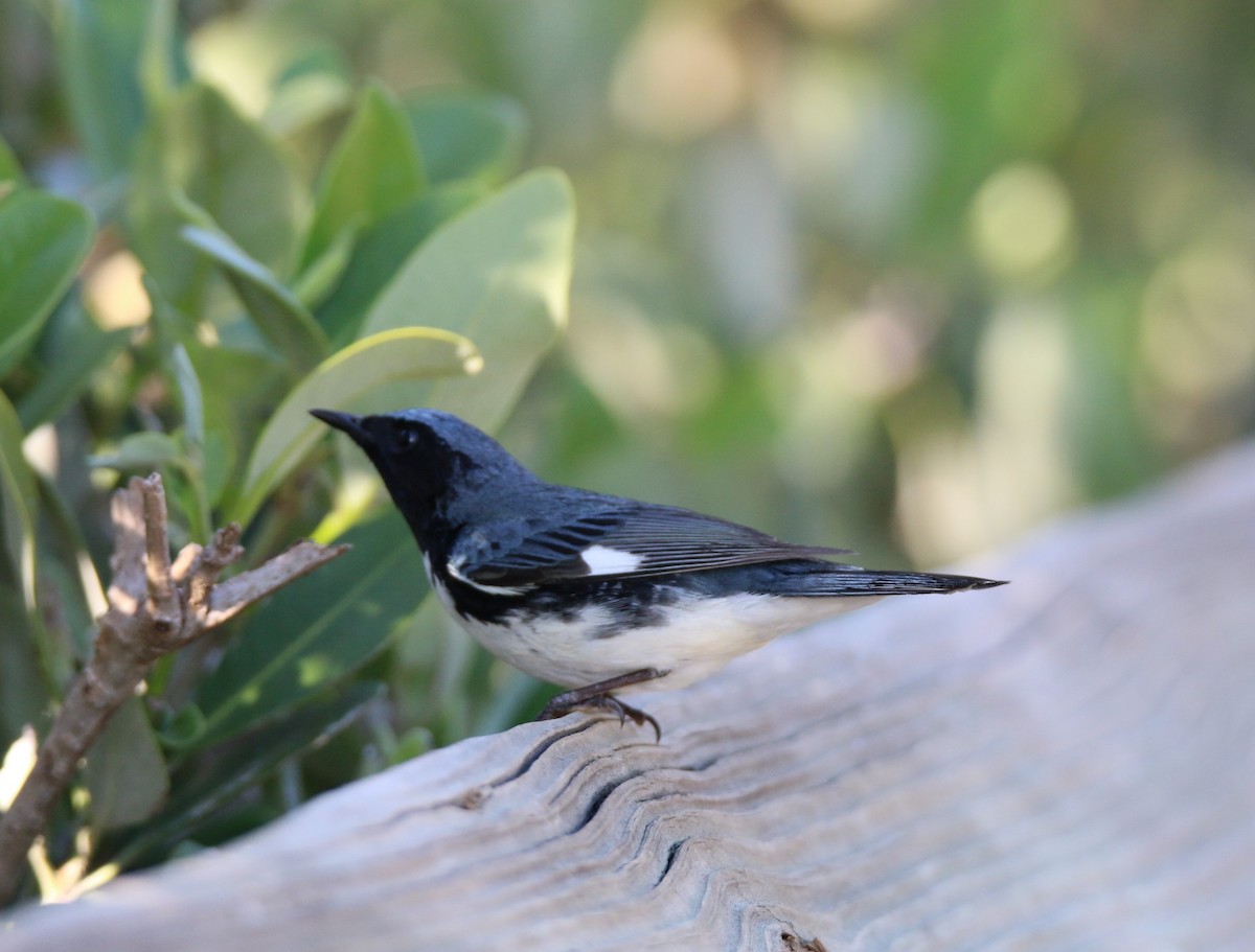 Black-throated Blue Warbler - Michelle Cano 🦜