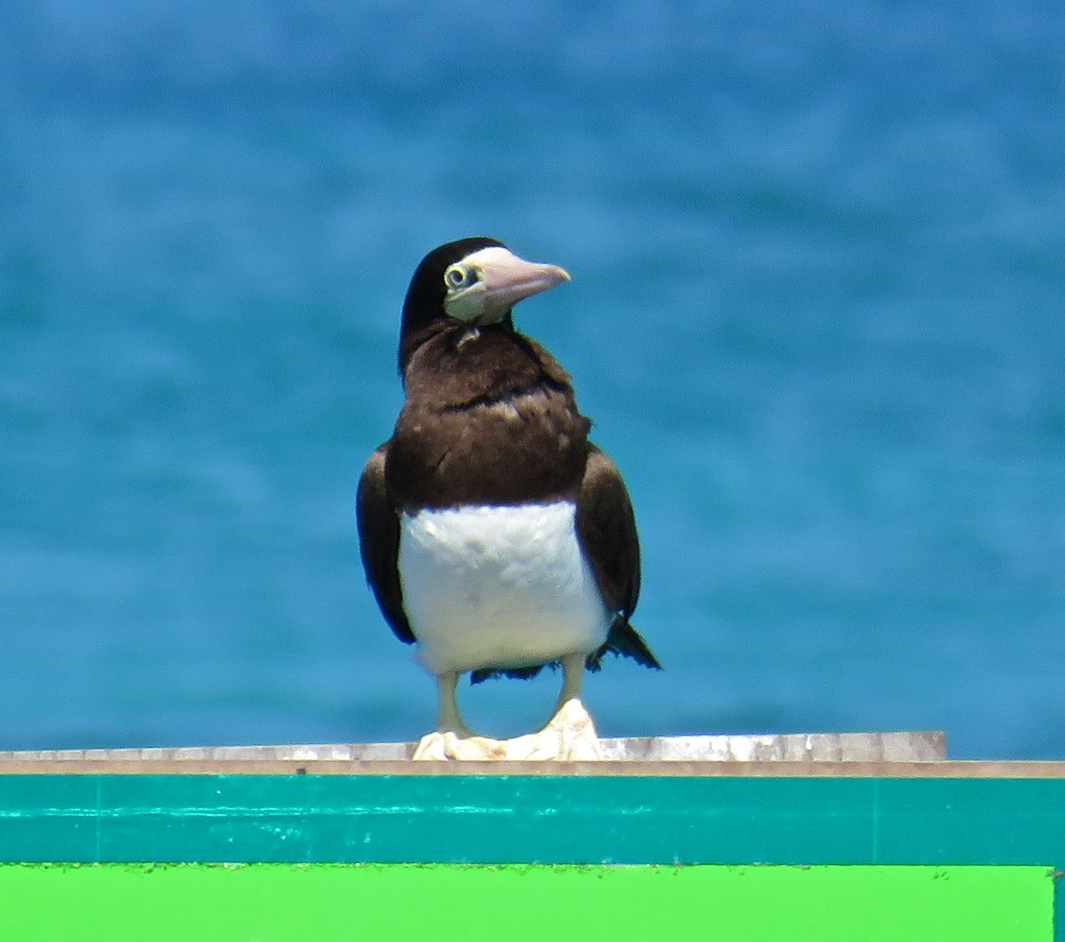 Brown Booby - ML96813351