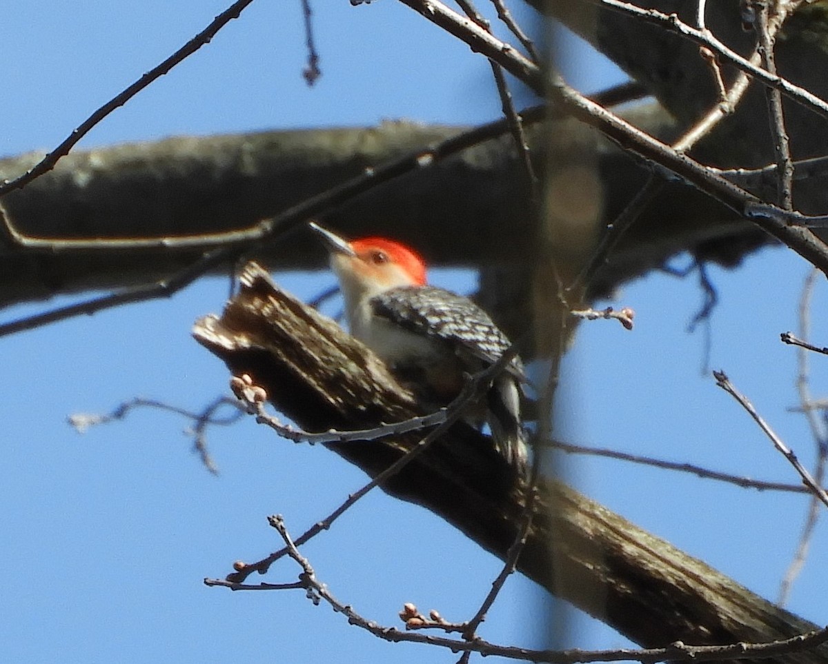 Red-bellied Woodpecker - Christy Phillips