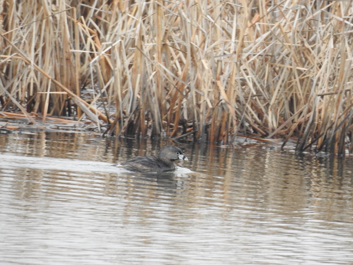Pied-billed Grebe - Sylvain Proulx