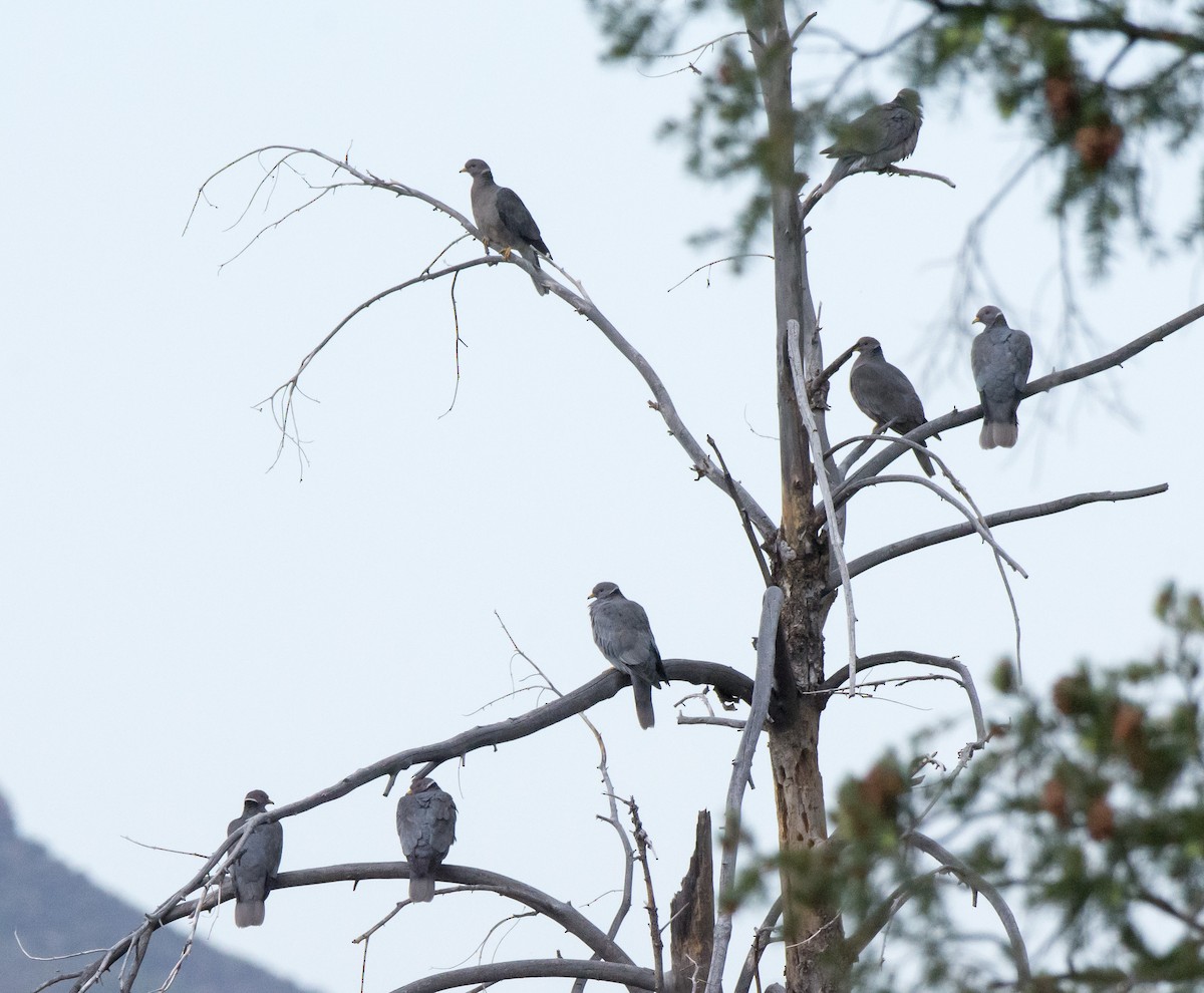 Band-tailed Pigeon - ML96817801