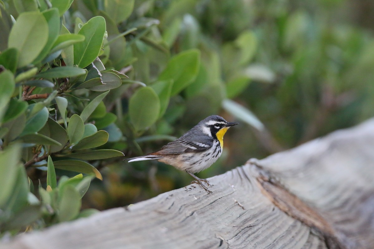 Yellow-throated Warbler - Michelle Cano 🦜