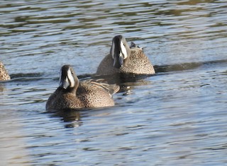 Blue-winged Teal, ML96822531