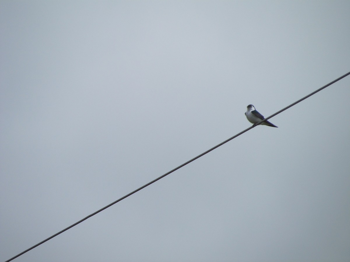 Violet-green Swallow - Adam Crutcher