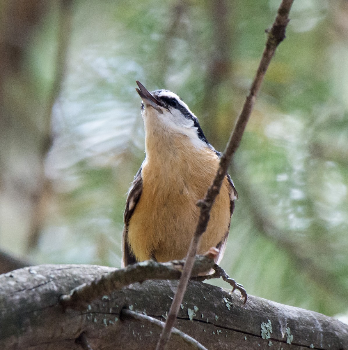 Red-breasted Nuthatch - Gordon Karre