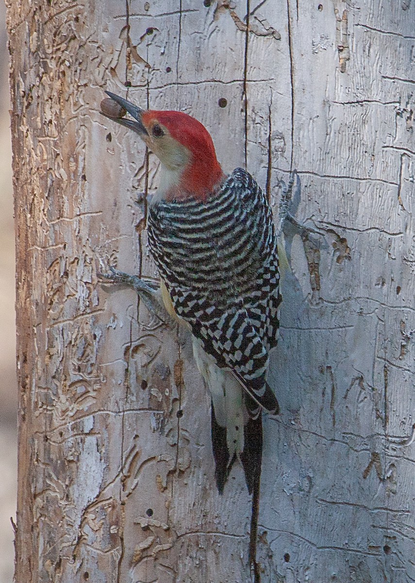 Red-bellied Woodpecker - Calvin Garvin
