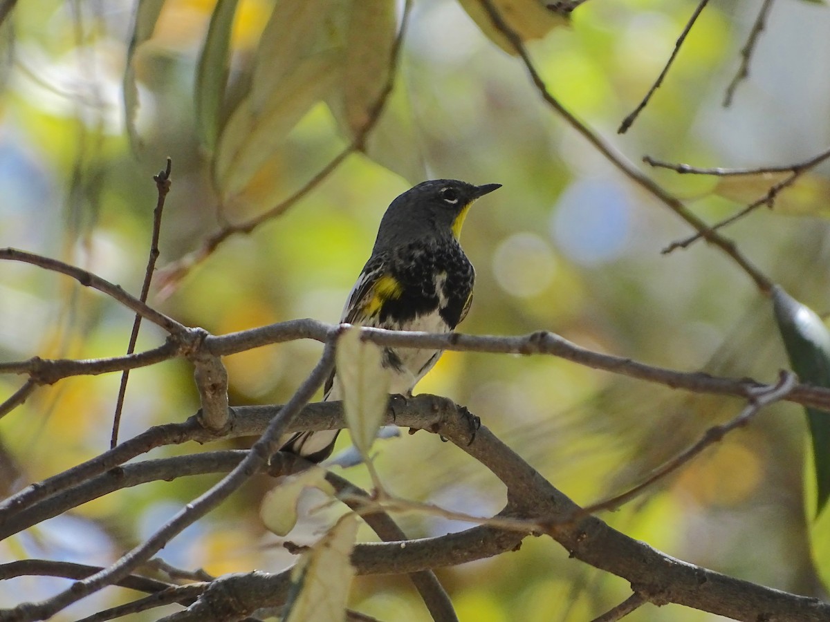 Yellow-rumped Warbler (Audubon's) - Ken Rosenberg