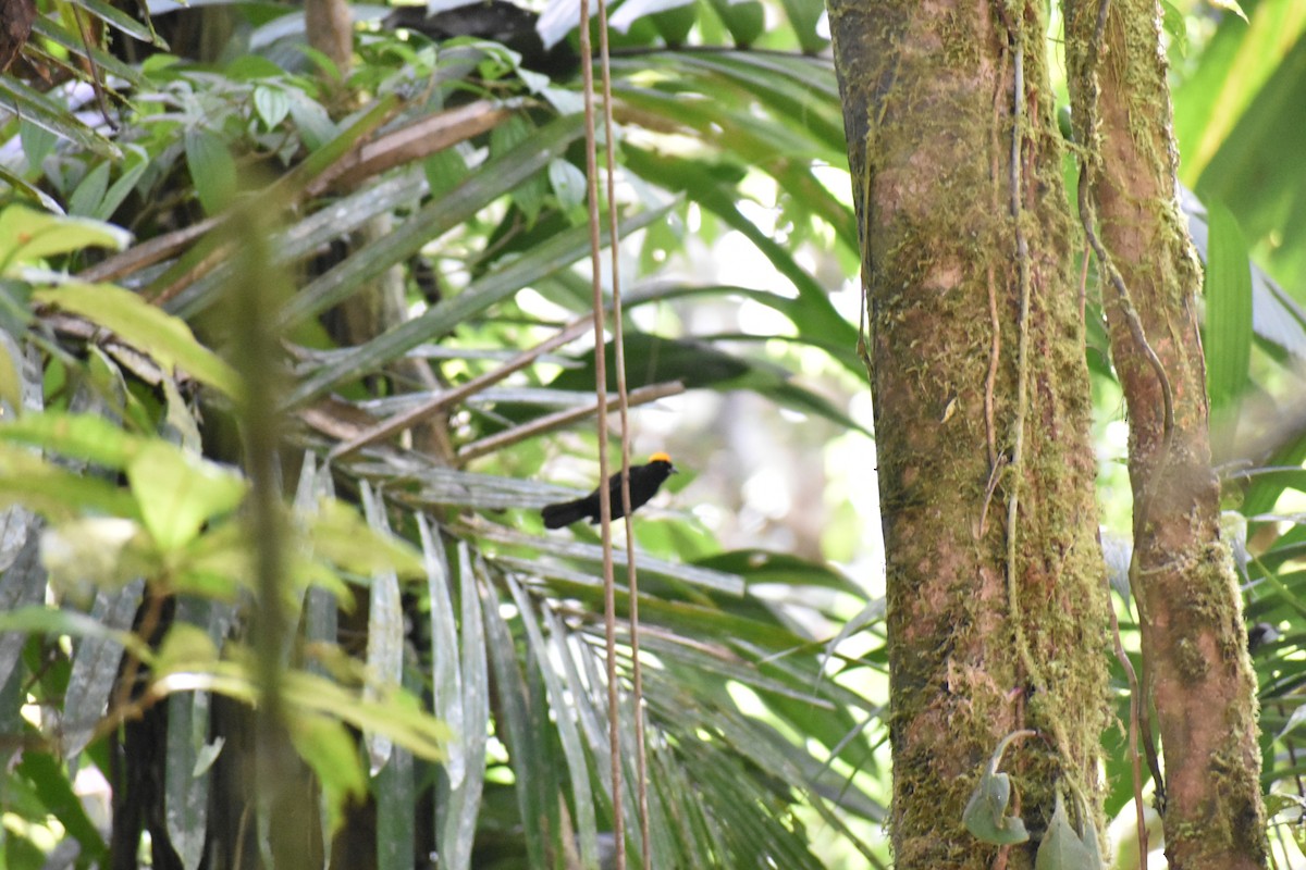 Tawny-crested Tanager - ML96834681