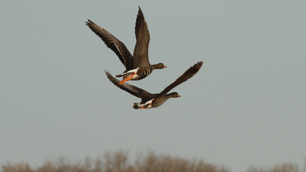 Greater White-fronted Goose - ML96837481
