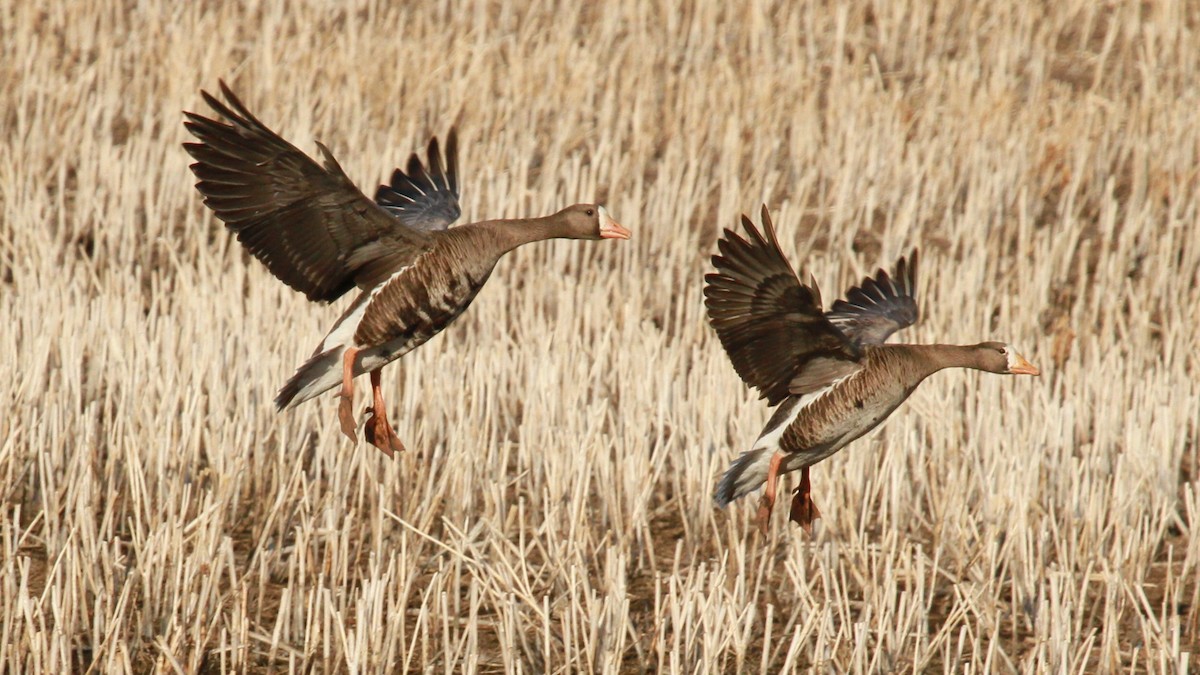 Greater White-fronted Goose - Geoffrey Urwin