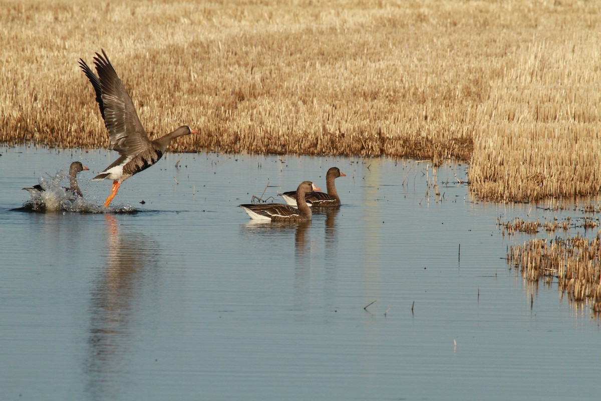 Greater White-fronted Goose - ML96837591