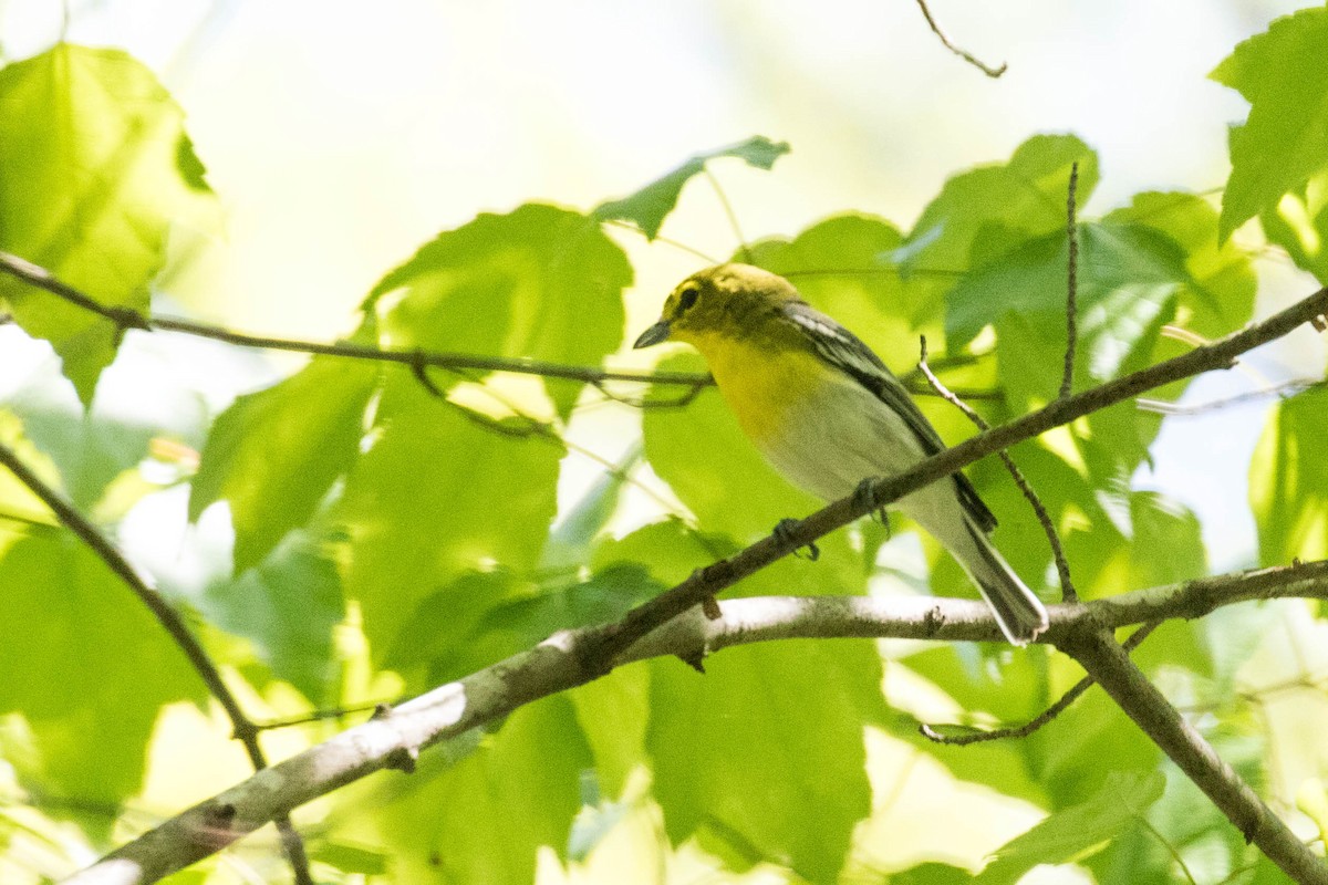 Yellow-throated Vireo - Tom Blevins