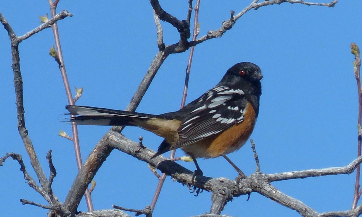 Spotted Towhee - ML96838321
