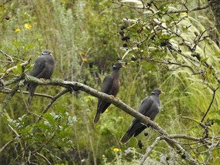 Band-tailed Pigeon, ML96839421