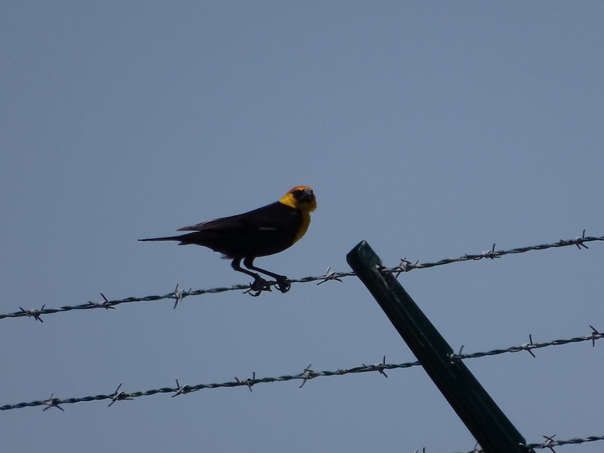 Yellow-headed Blackbird - Andrew Baldelli