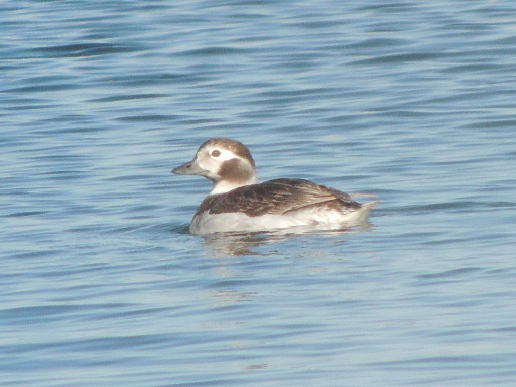 Long-tailed Duck - ML96842761