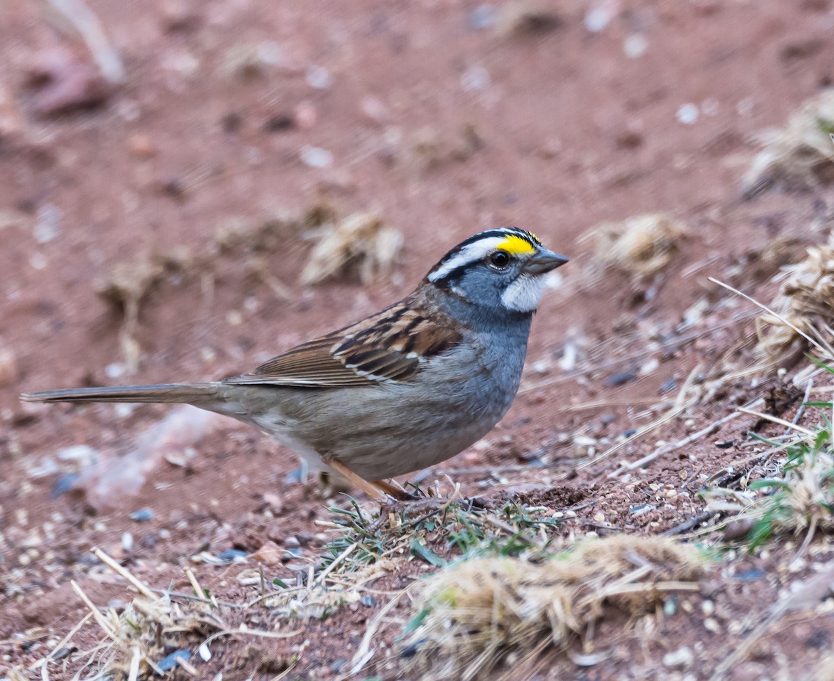White-throated Sparrow - ML96845721