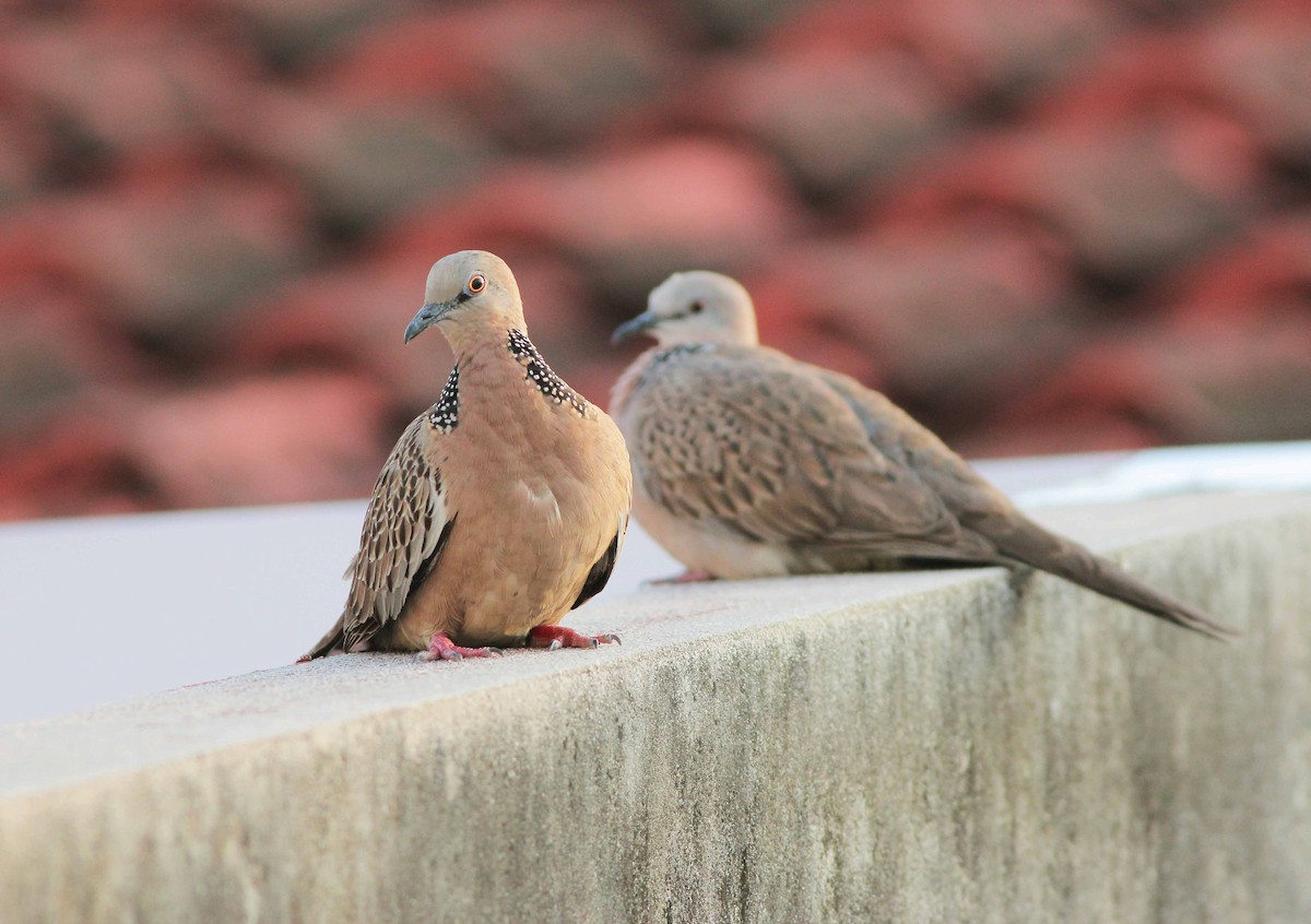 Spotted Dove - ML96848391