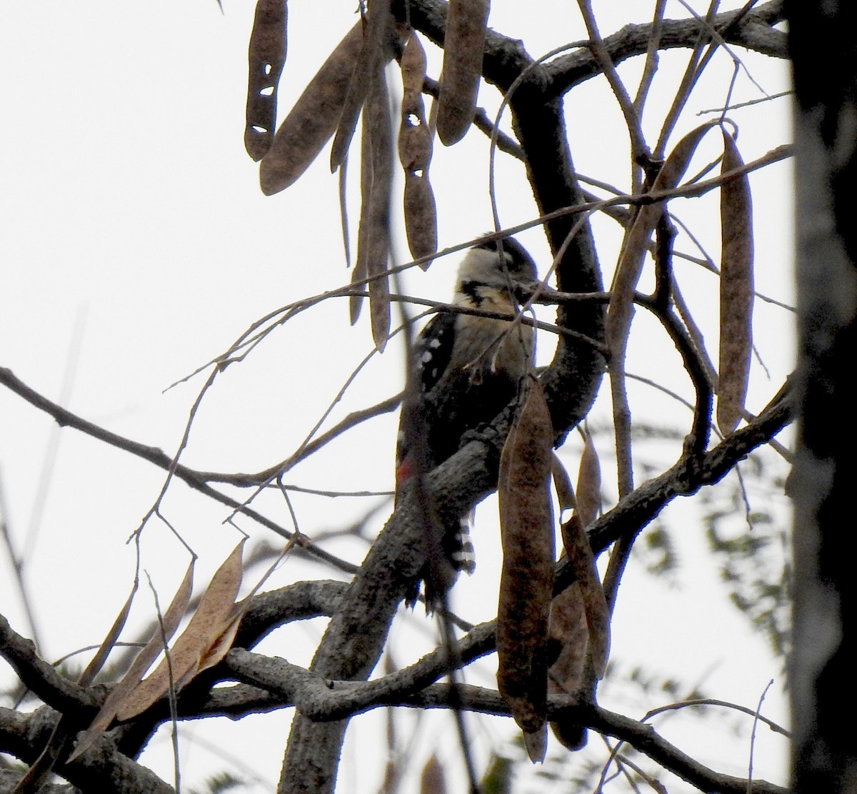 Stripe-breasted Woodpecker - Liao Tzu-Chiang