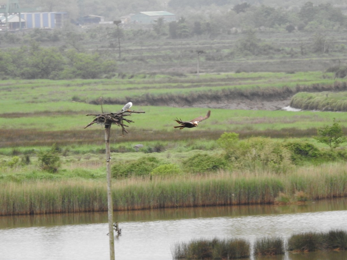 Western Marsh Harrier - Urdaibai  Bird Center