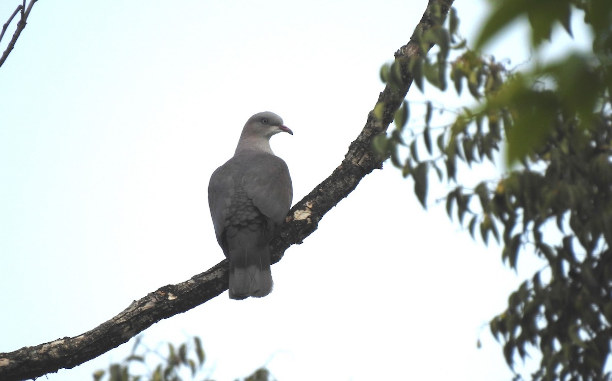 Mountain Imperial-Pigeon - ML96851321