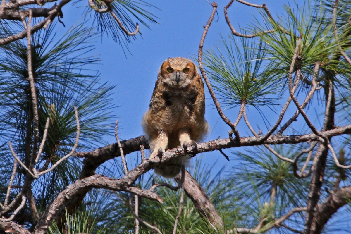 Great Horned Owl - ML96852111