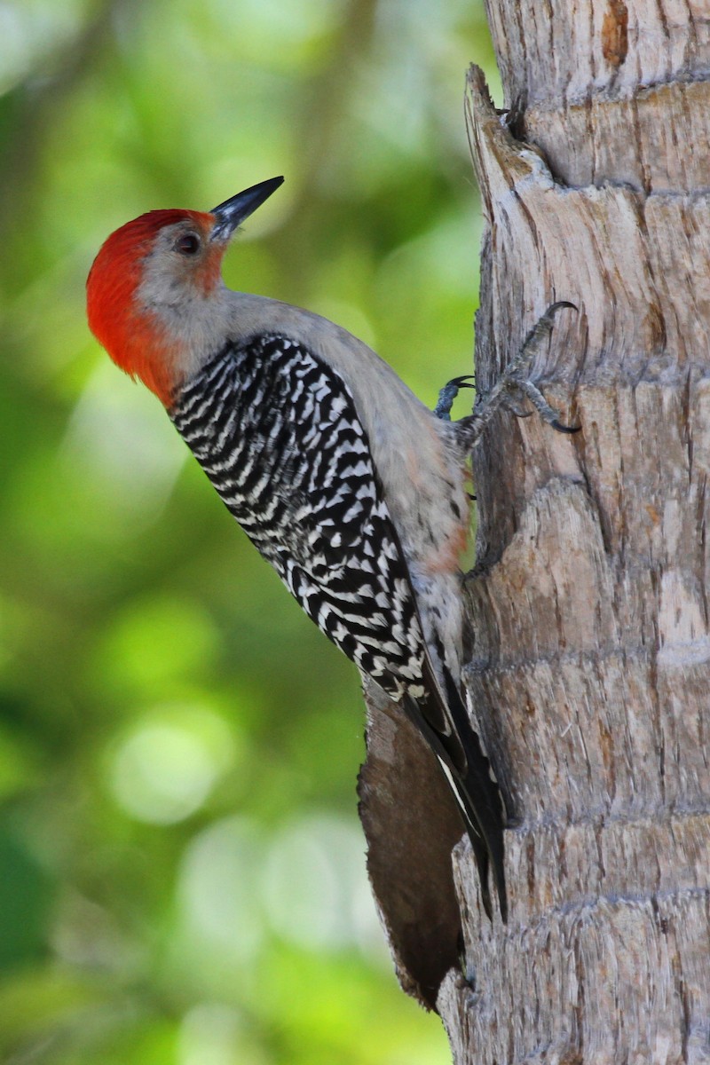 Red-bellied Woodpecker - Lori Charron