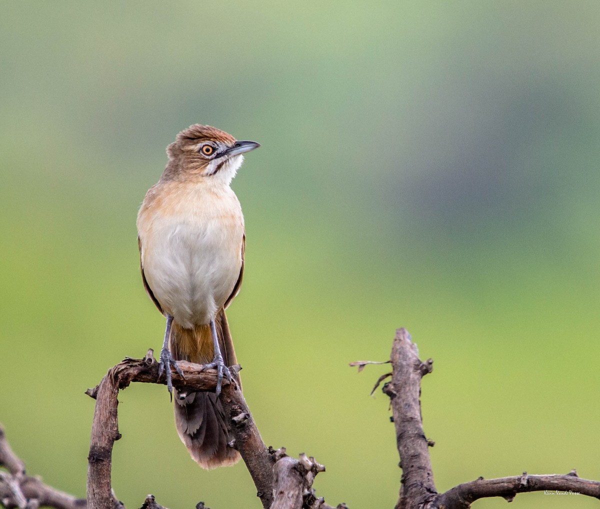 Moustached Grass-Warbler - ML96853621