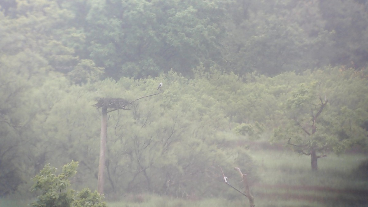 Black-winged Kite - Urdaibai  Bird Center