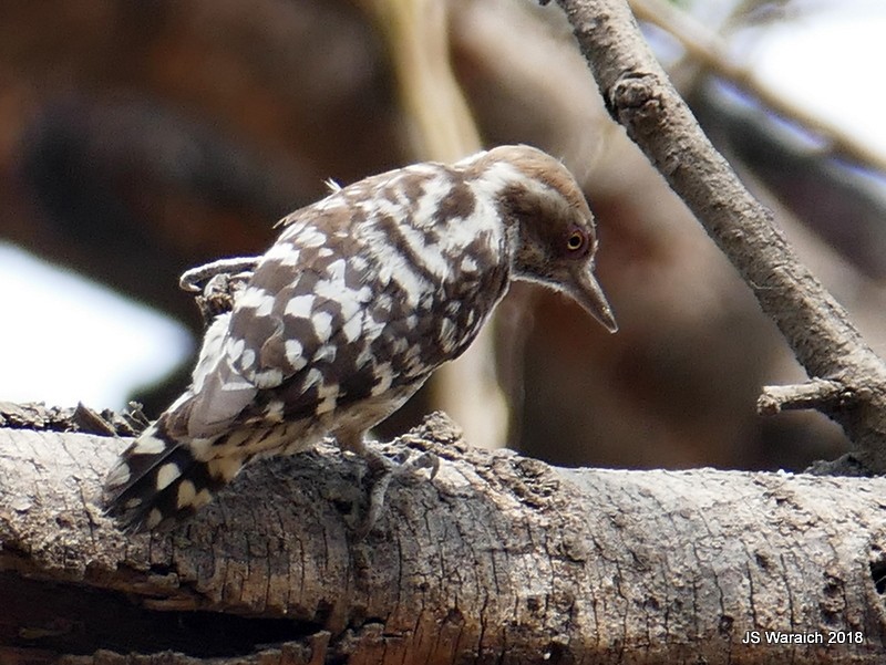 Brown-capped Pygmy Woodpecker - ML96855991