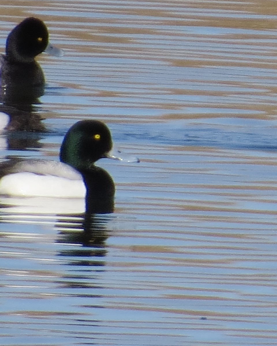 Greater Scaup - Don Weidl