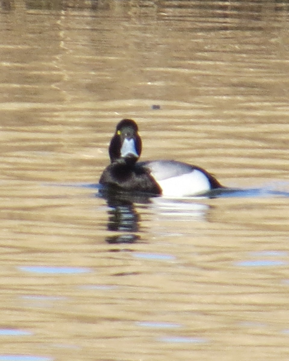 Greater Scaup - ML96862691