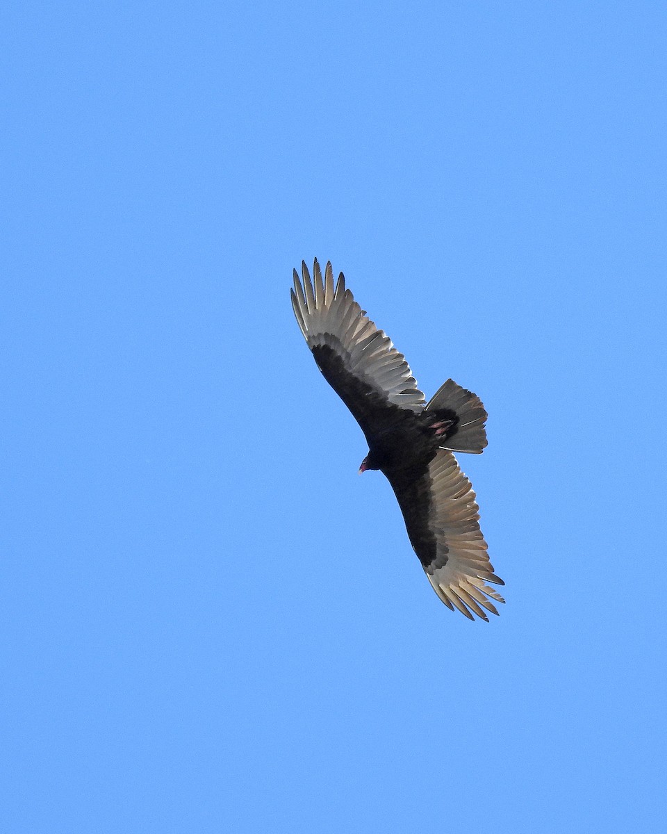Turkey Vulture (Northern) - Dawn Rymer