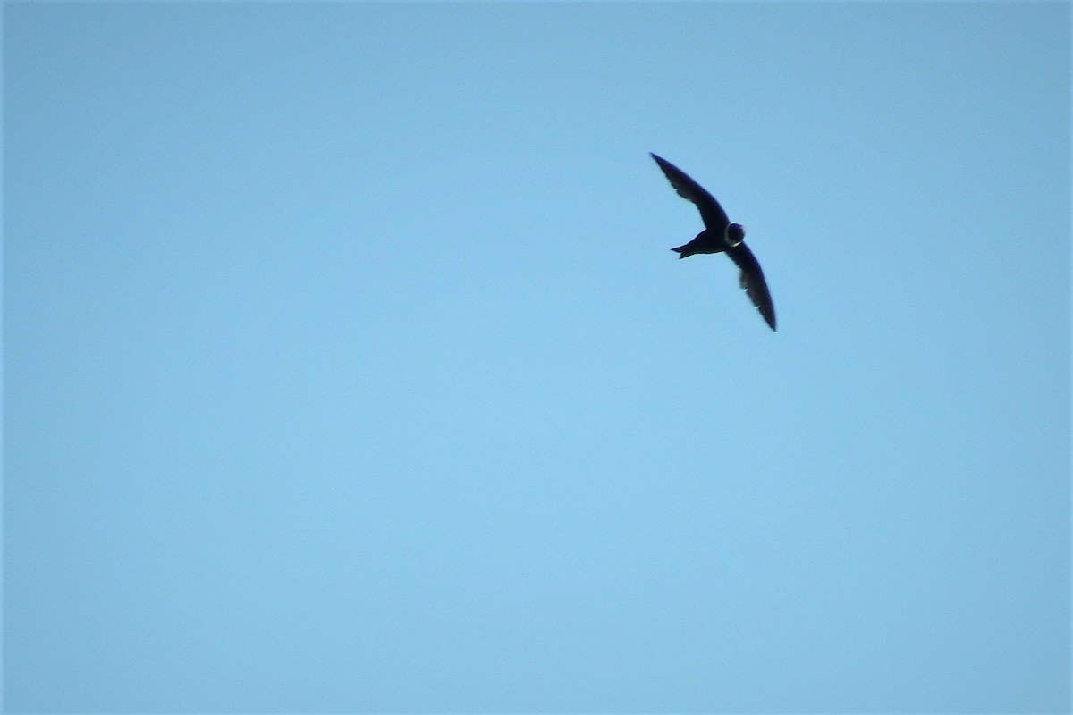 White-collared Swift - Gilberto Flores-Walter (Feathers Birding)