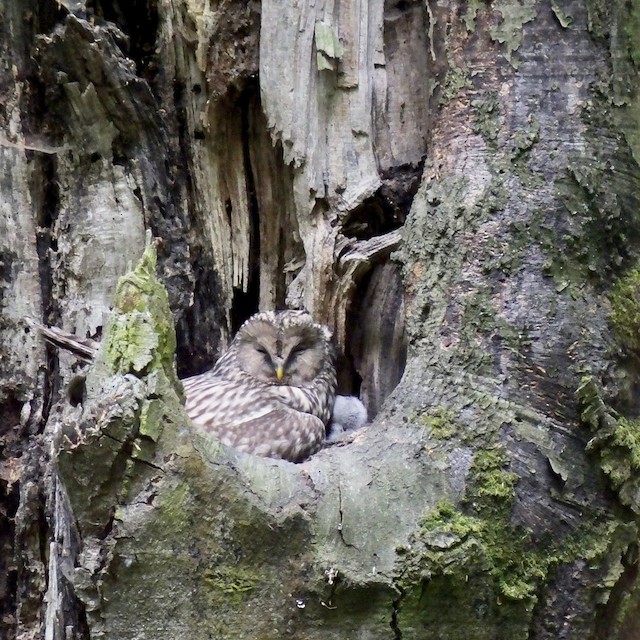 Adult at nest with downy chicks. - Ural Owl - 