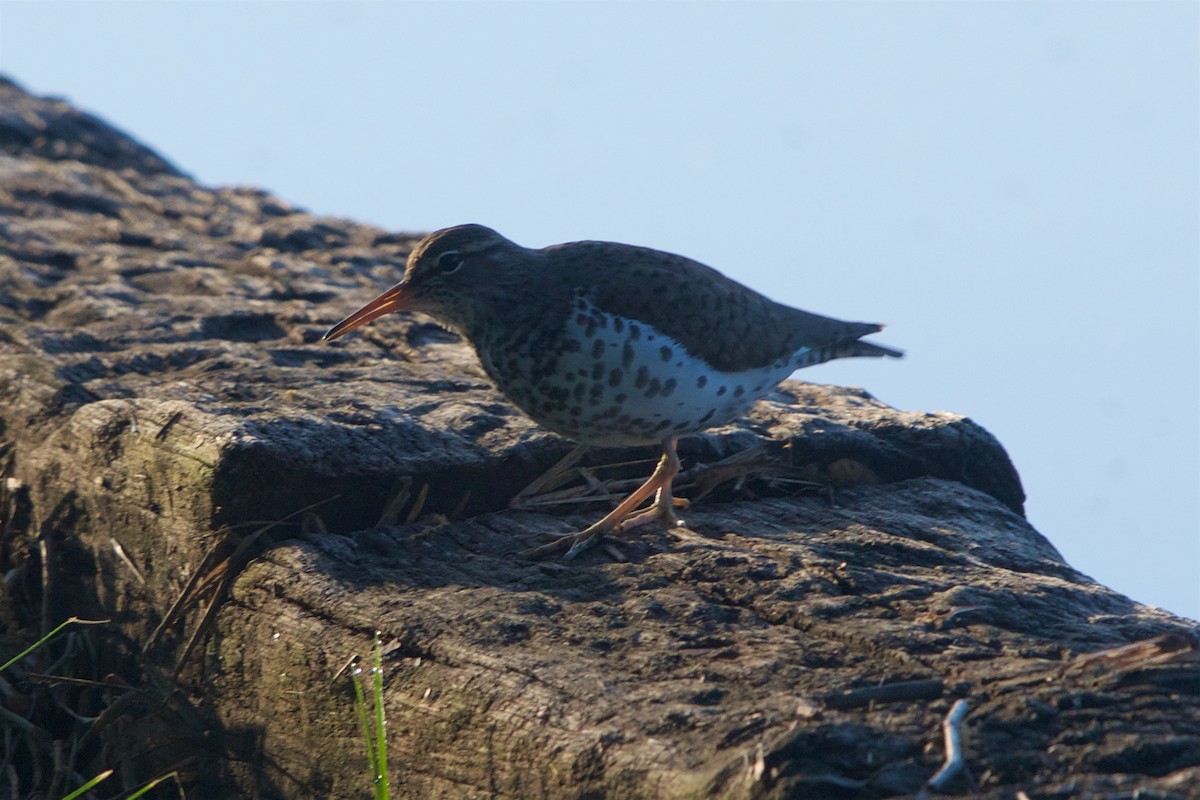 Spotted Sandpiper - Hal Mitchell