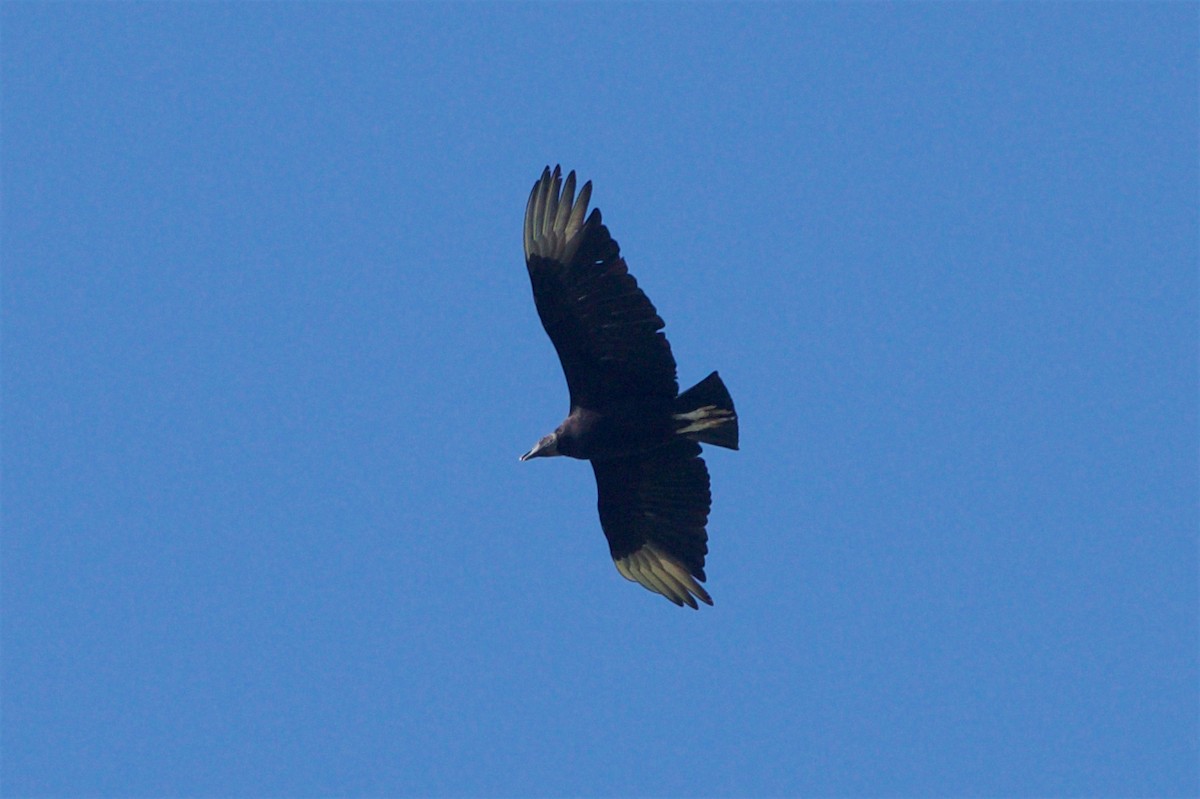 Black Vulture - Hal Mitchell