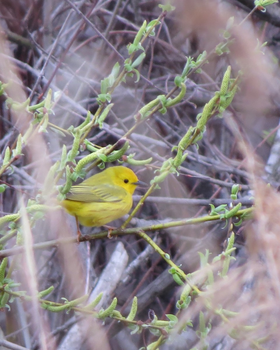 Yellow Warbler (Northern) - Tristan Lowery