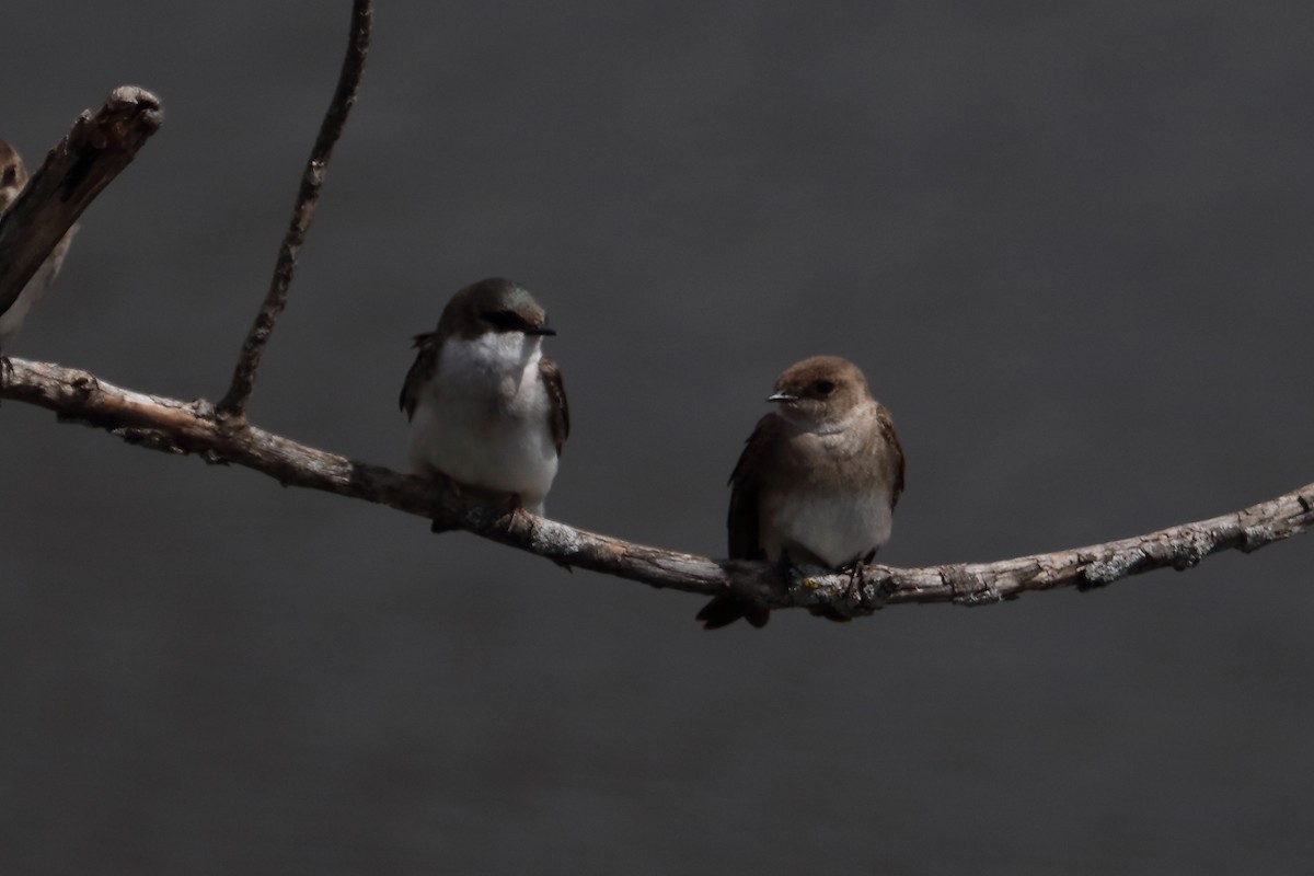 Northern Rough-winged Swallow - ML96880731