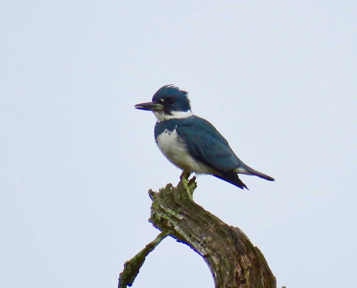 Belted Kingfisher - Michael Good