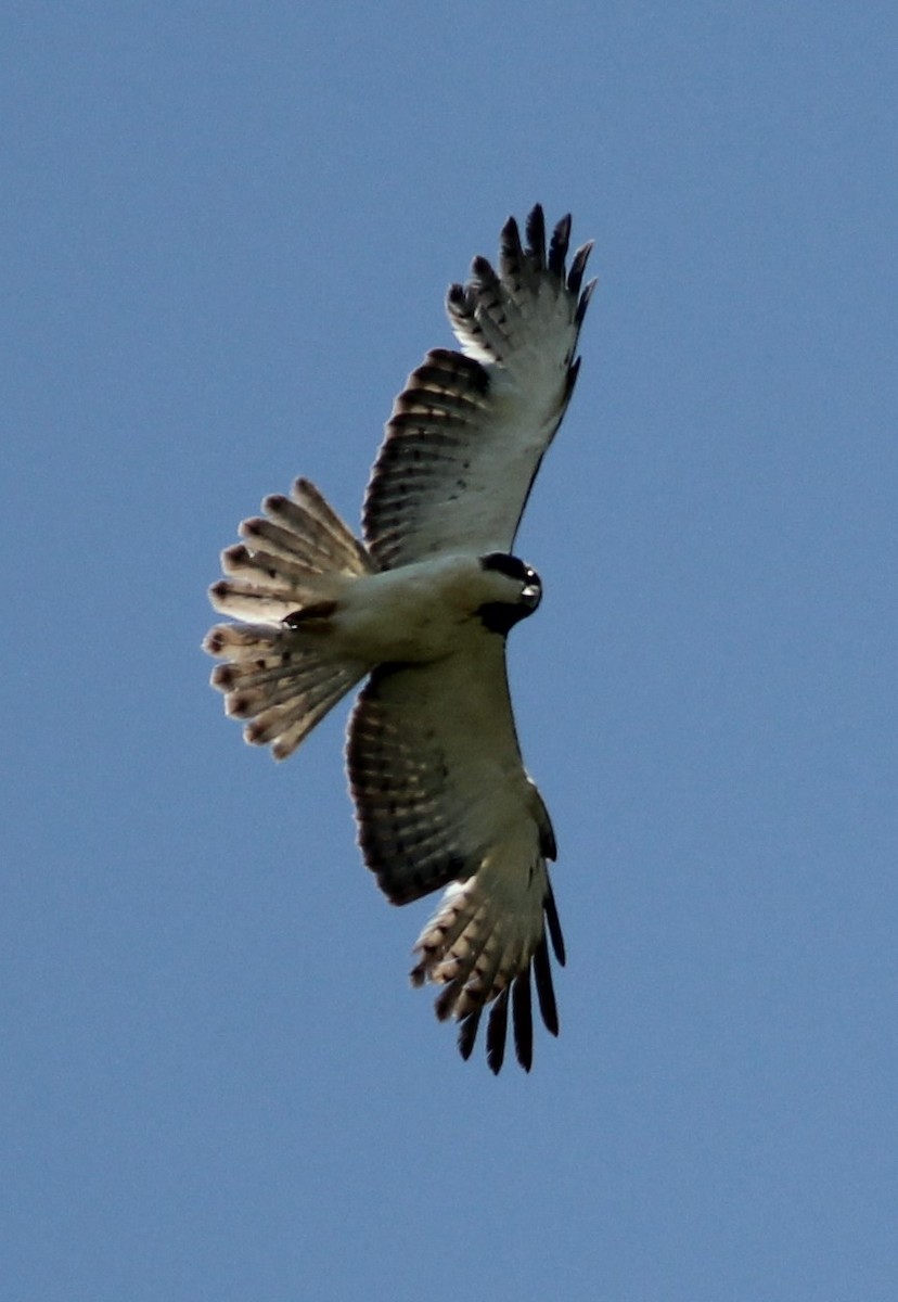 Short-tailed Hawk - Scott Fisher