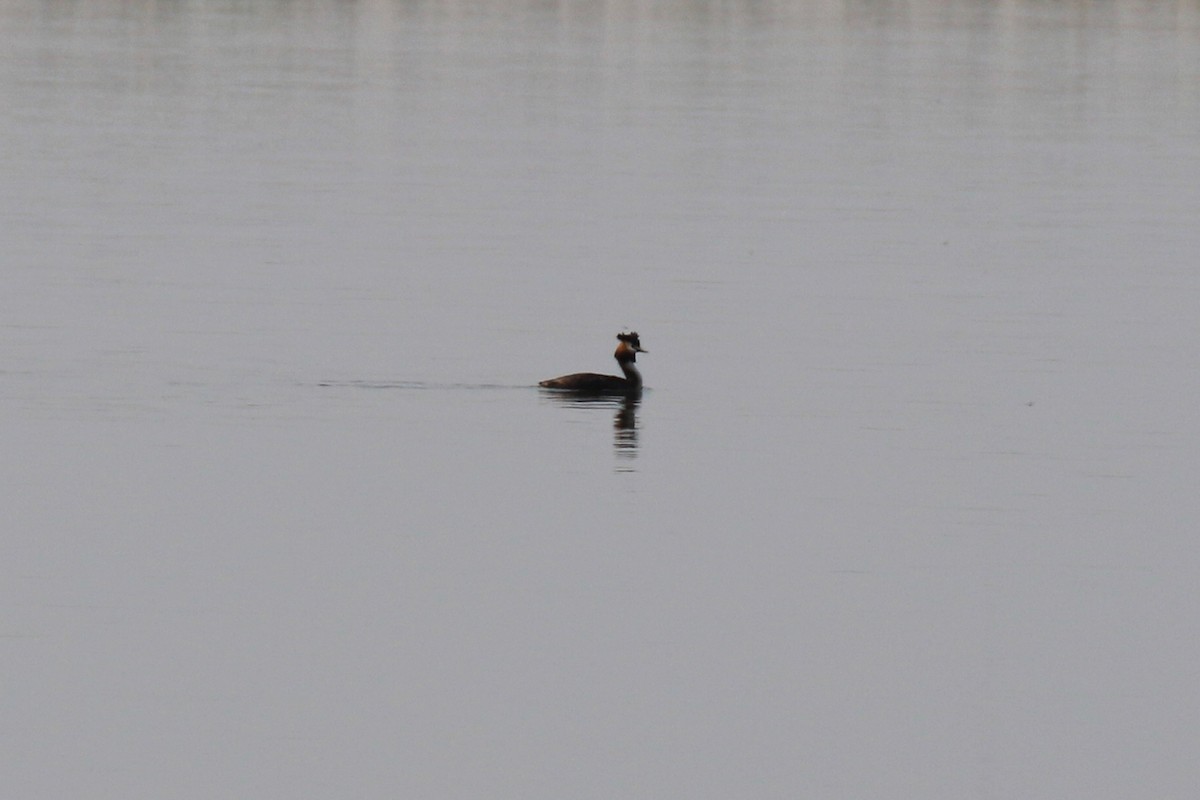 Great Crested Grebe - ML96886101