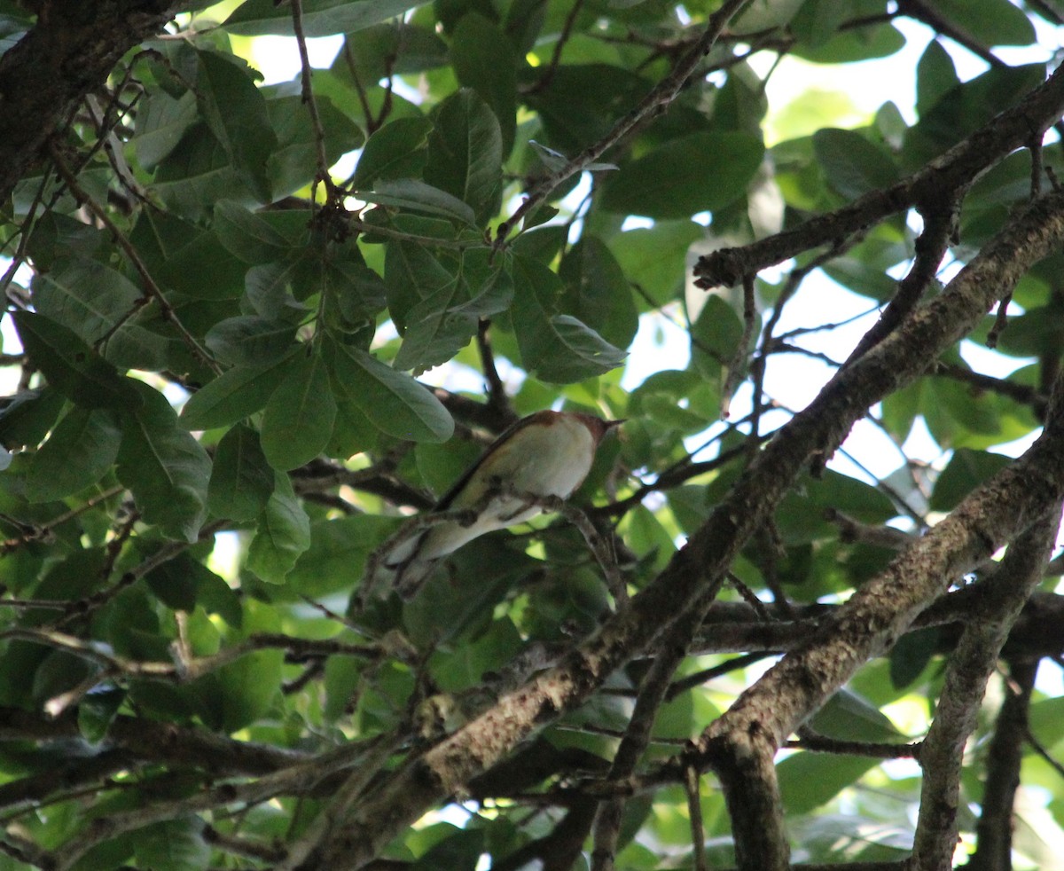 Bay-breasted Warbler - ML96886601