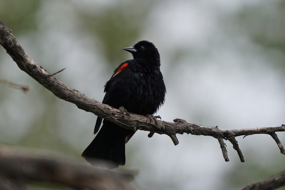 Red-winged Blackbird - Eduardo Jimenez