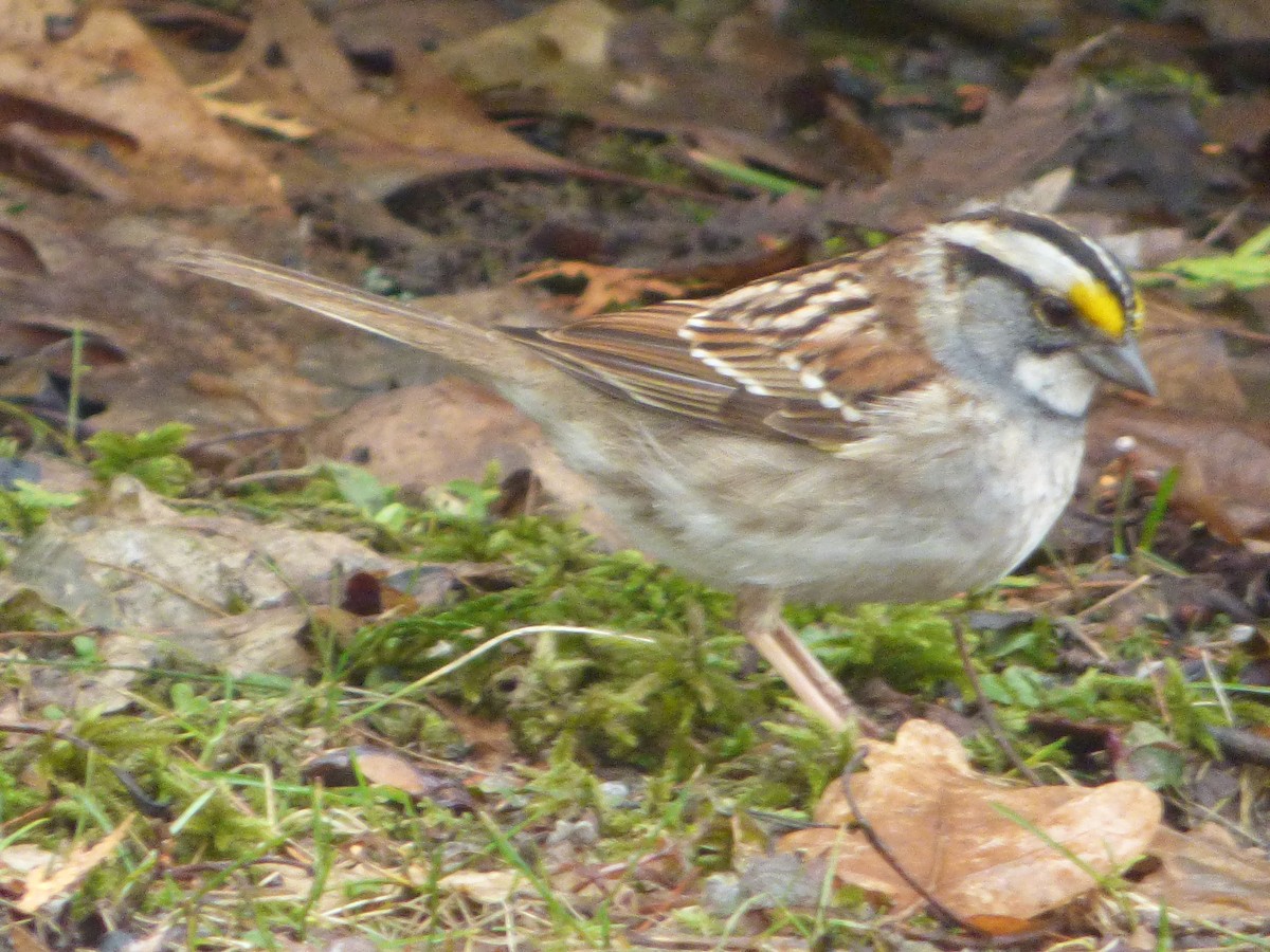 White-throated Sparrow - Patrice Blouin