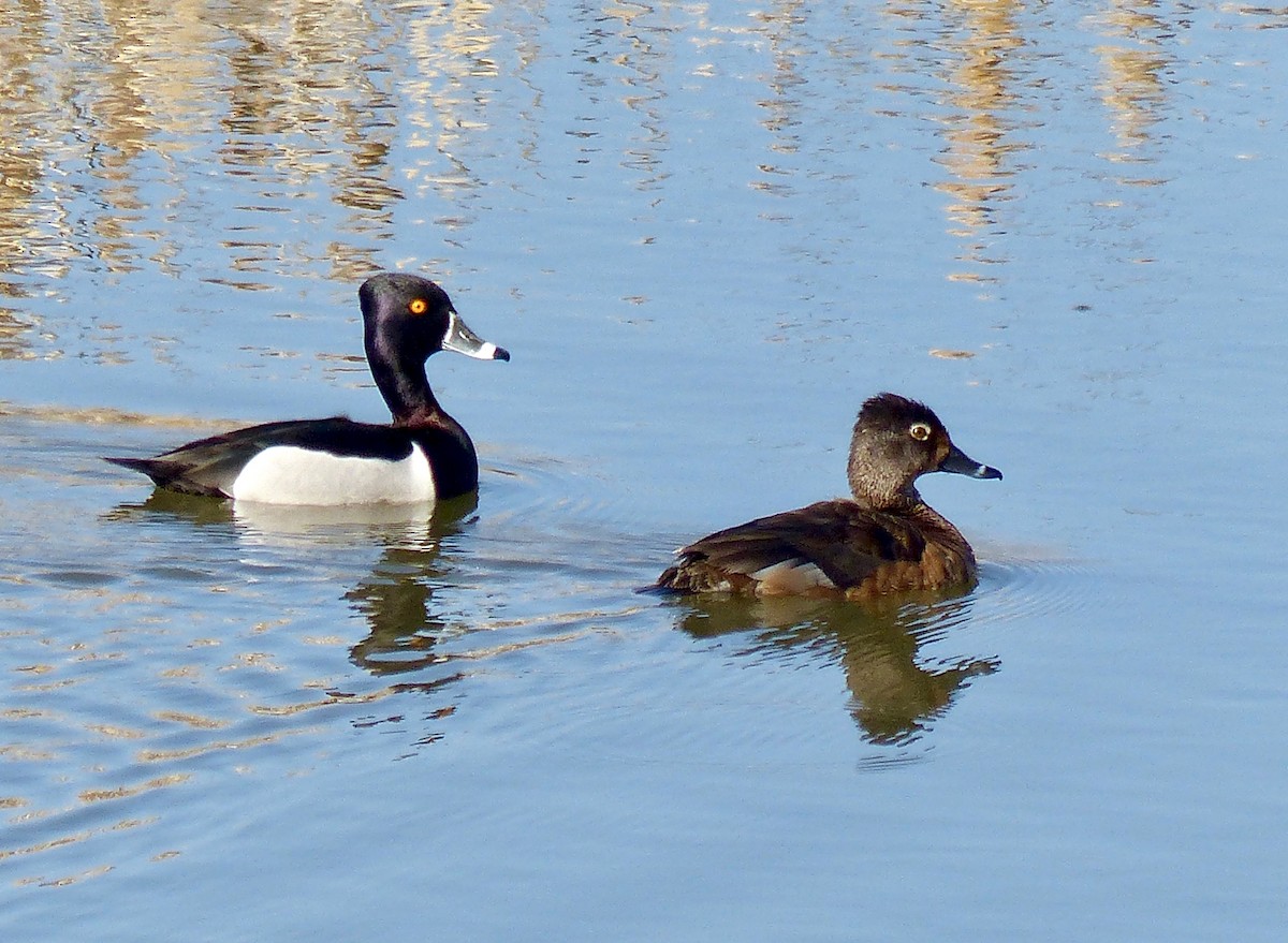 Ring-necked Duck - Jim St Laurent